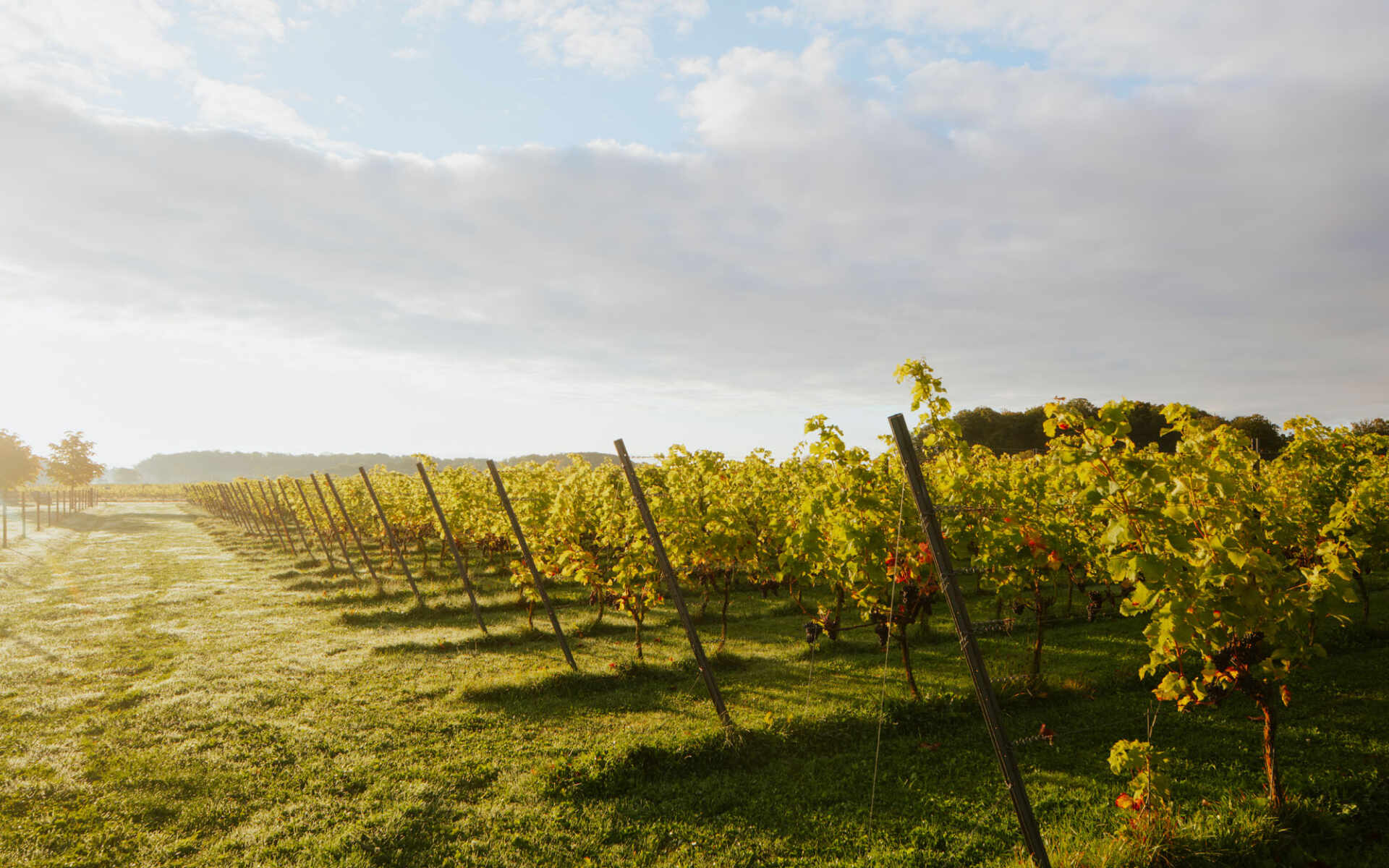 Terra Skåne - The Swedish Wine Region